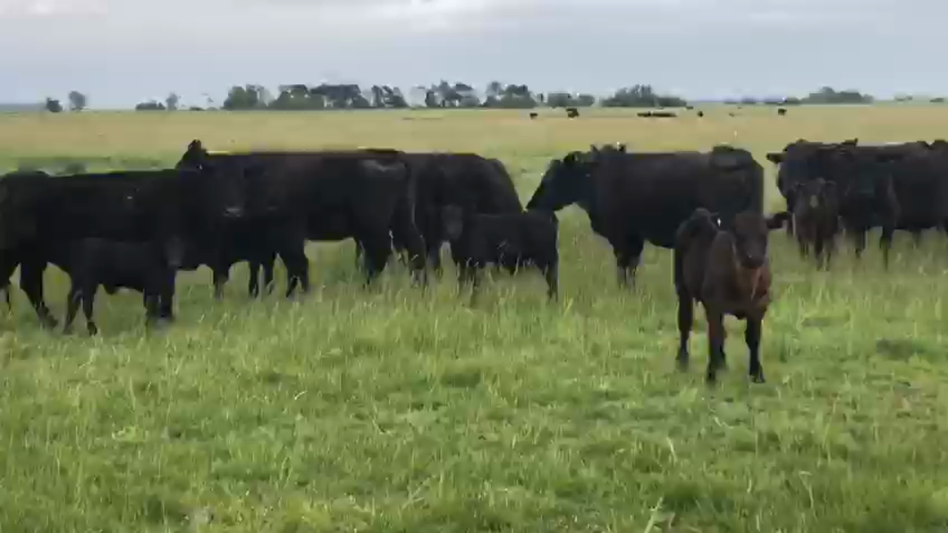 Lote 25 Vacas USADA con cría en Azul, Buenos Aires