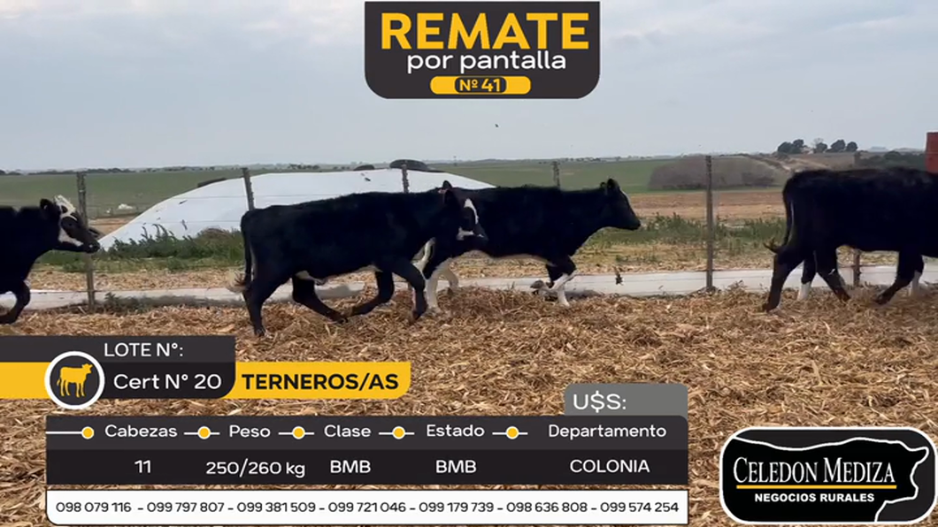 Lote 11 Terneros y Terneras en Colonia