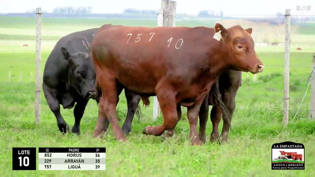 Lote 3 Toros Red Angus a remate en La Empastada - Hotel Santa Cristina, Durazno