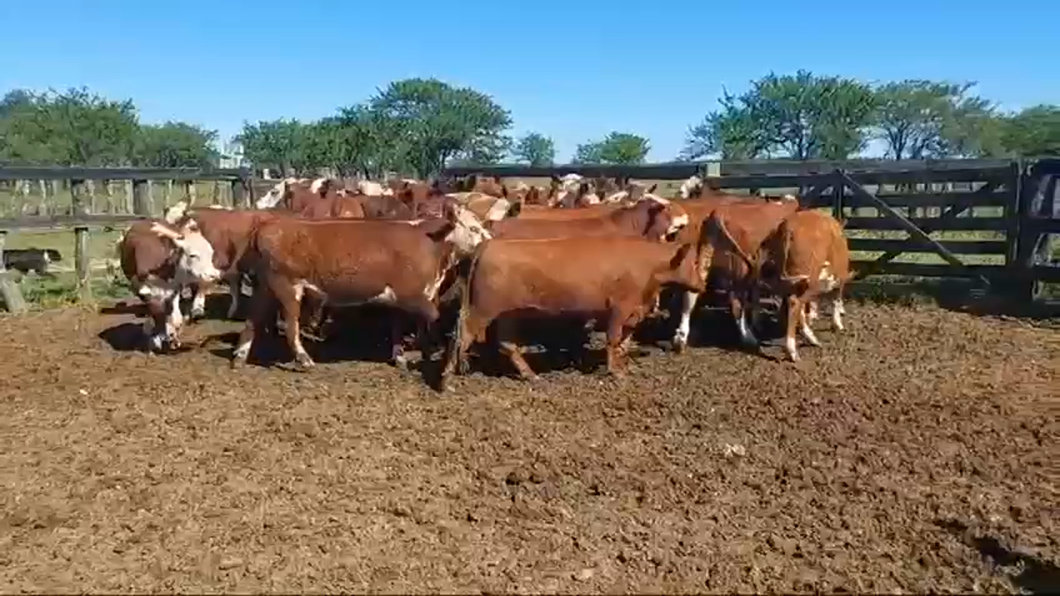 Lote 37 Novillitos Feed Lot en Entre Ríos, Ubajay