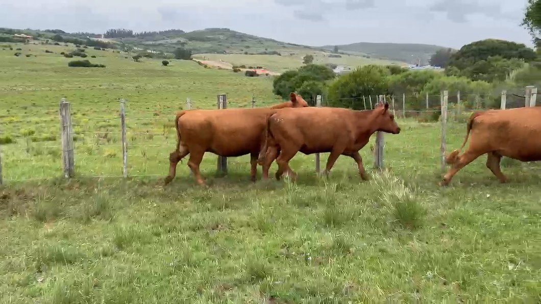 Lote Cabaña El Nano