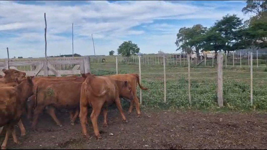 Lote 49 Vaquillonas en Tapalqué, Buenos Aires