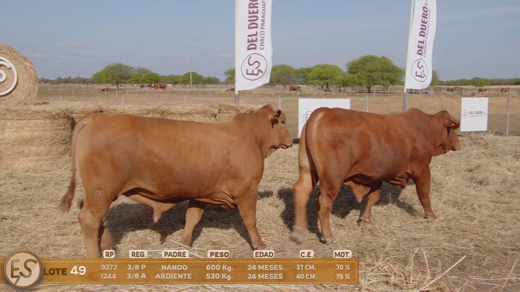 Lote Toro