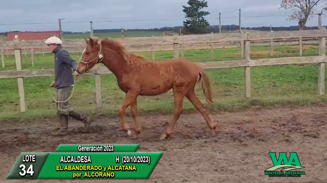 Lote ALCALDESA