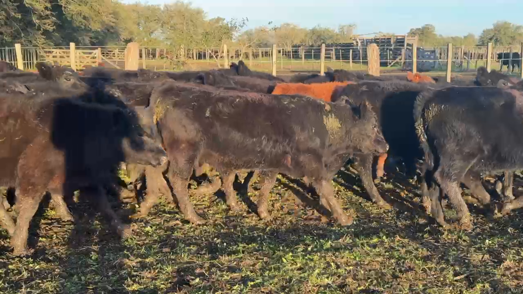 Lote 60 Terneros