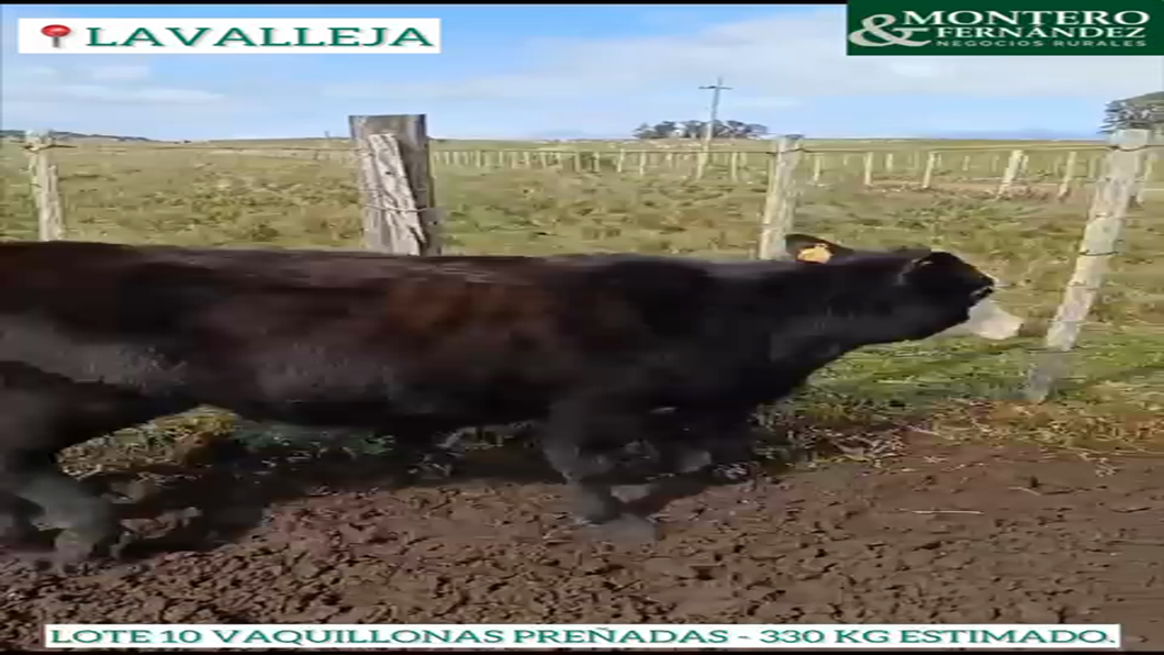 Lote 10 Vaquillonas Preñadas