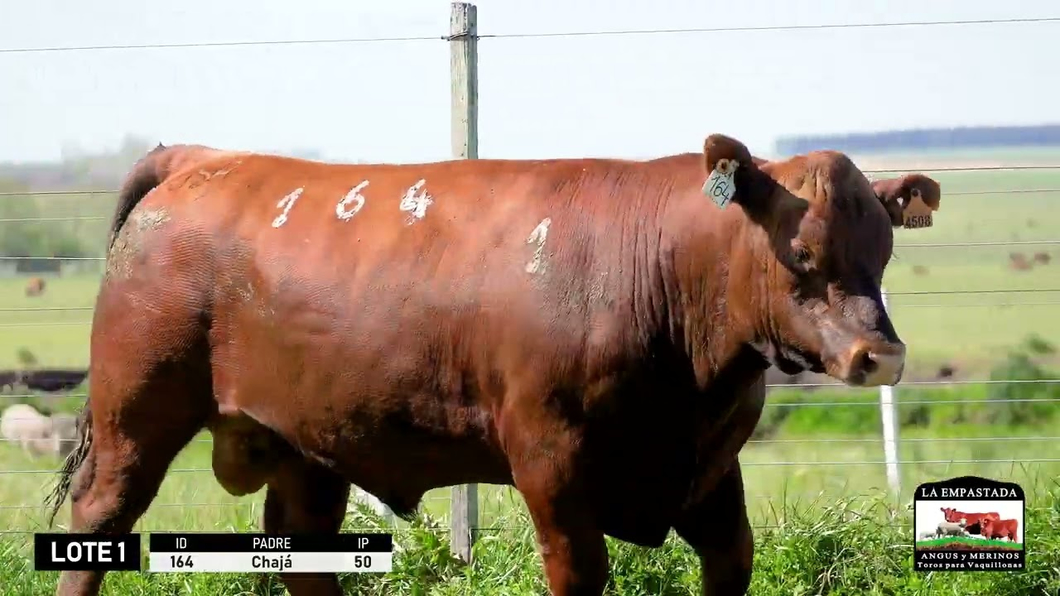 Lote 3 Toros a remate en Red Angus de La Empastada + Feria , Salto