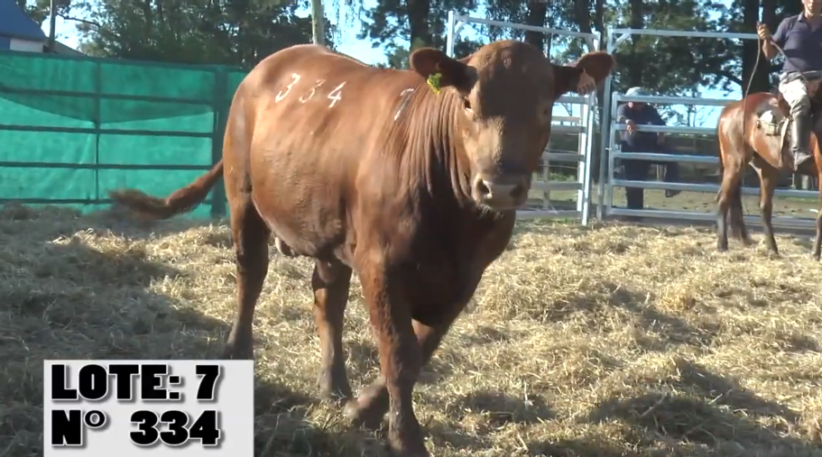 Lote 3 Toros a remate en La Empastada, Salto