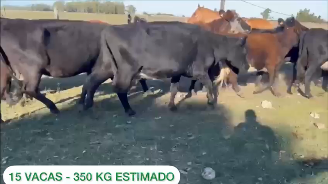 Lote 15 vacas