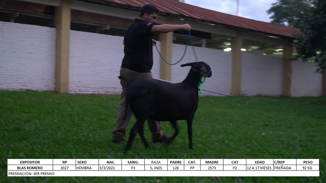 Lote Santa Inés Expo Internacional 2022 - Lote 14