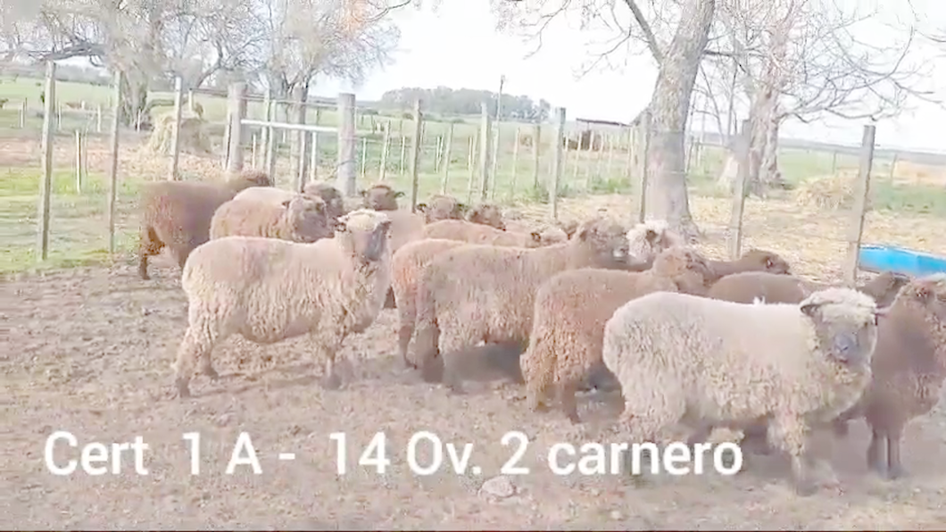 Lote OVEJAS Y CARNEROS