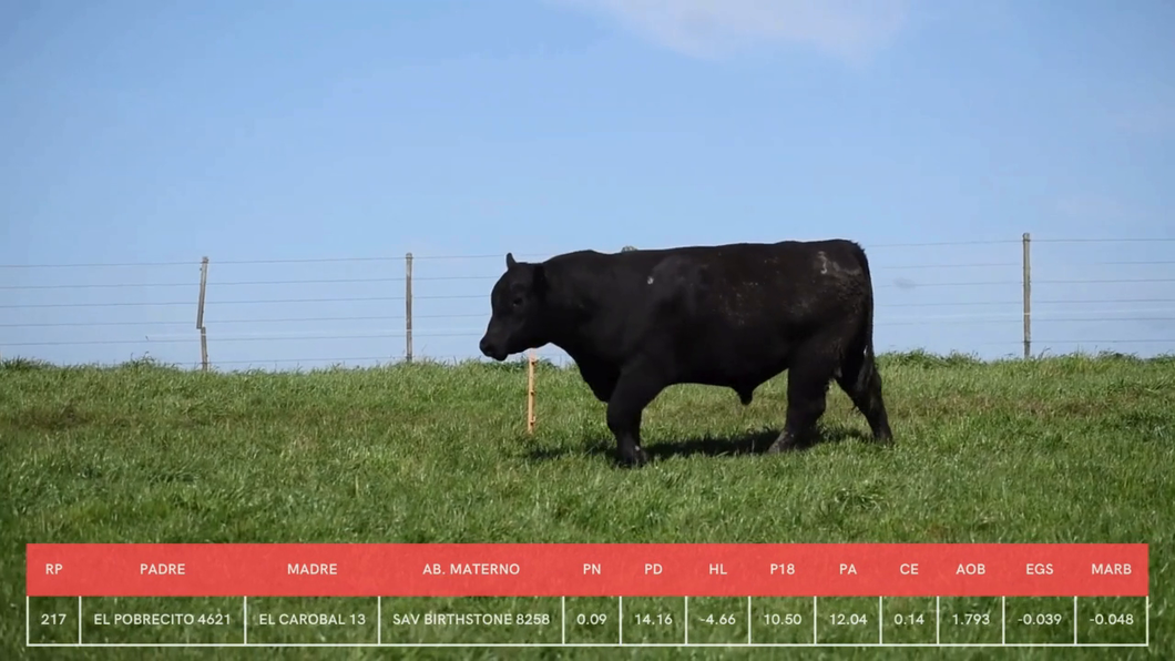 Lote Toros a remate en La Concepcion y El Carobal, Cerro Largo