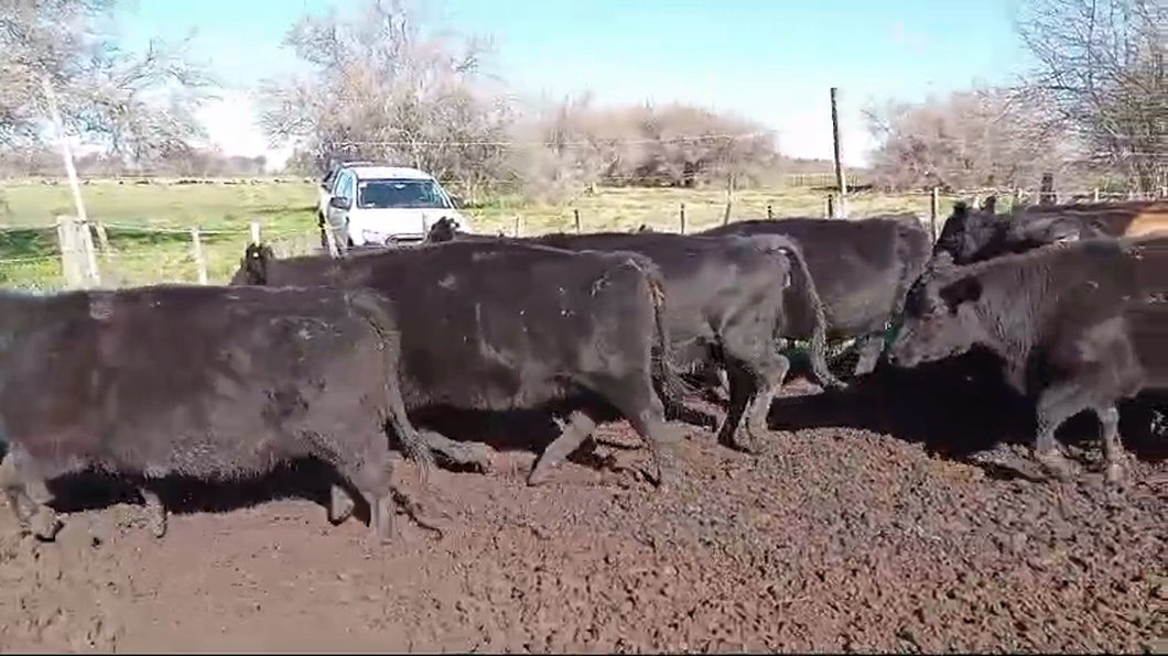 Lote 27 Vacas nuevas C/ gtia de preñez en Brandsen, Buenos Aires