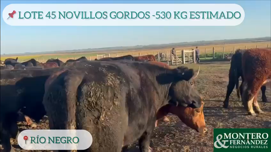 Lote 45 Novillos Gordos