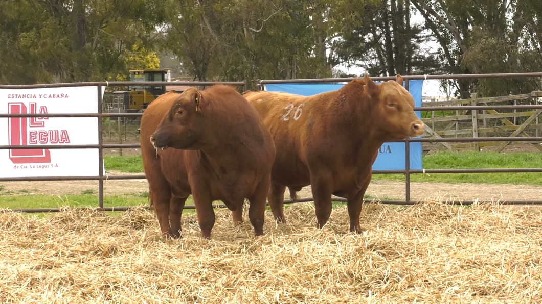 Lote TOROS ANGUS COLORADOS PC