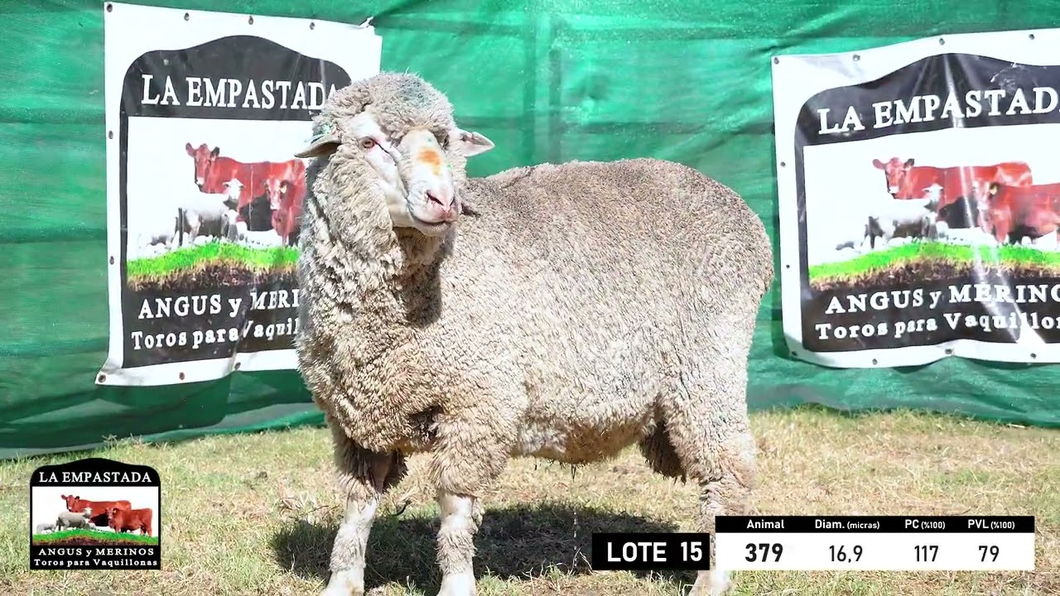 Lote 5 Carneros Merino Dohne a remate en 33º Remate Cabaña La Empastada, Durazno