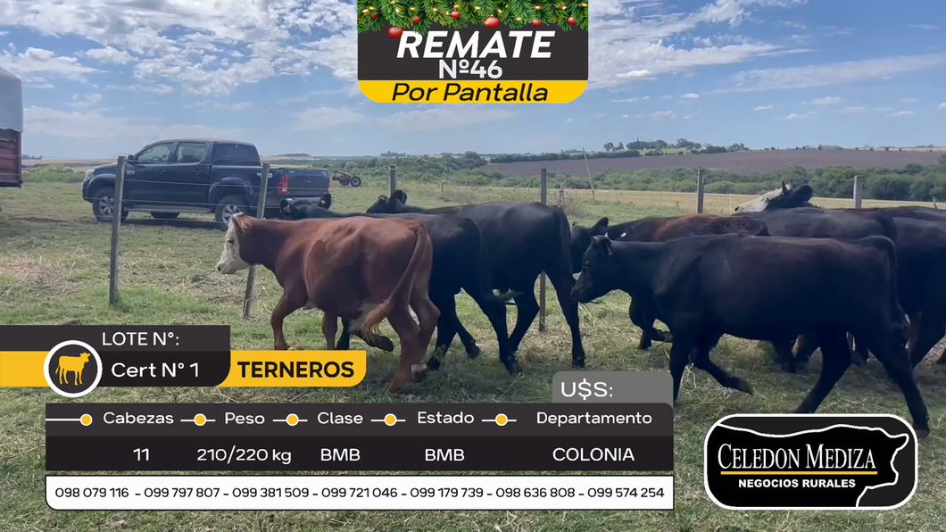 Lote 11 Terneros en Otra Localidad, Colonia