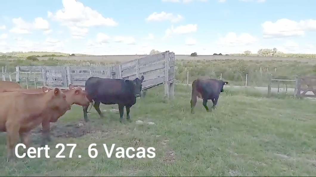 Lote VACAS INVERNADA