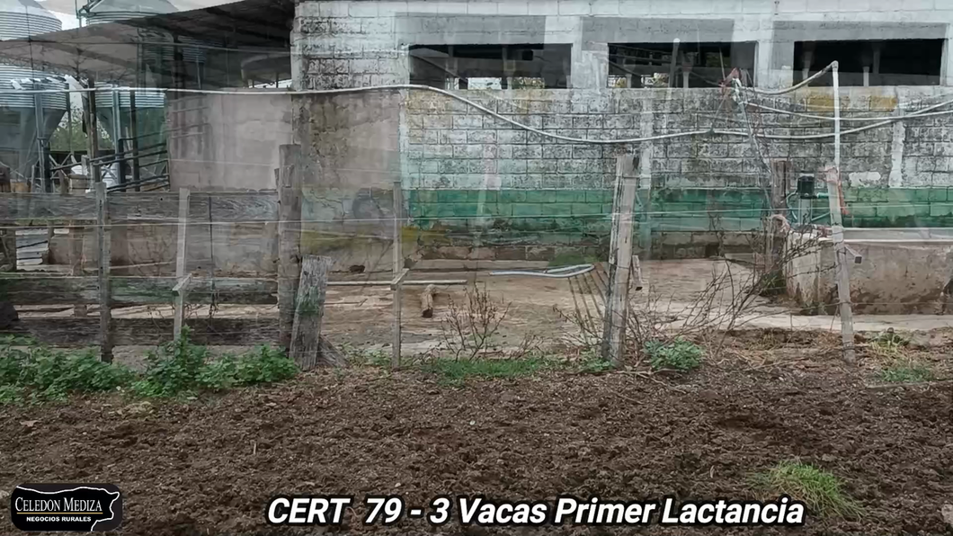 Lote 3 Vacas paridas en Colonia