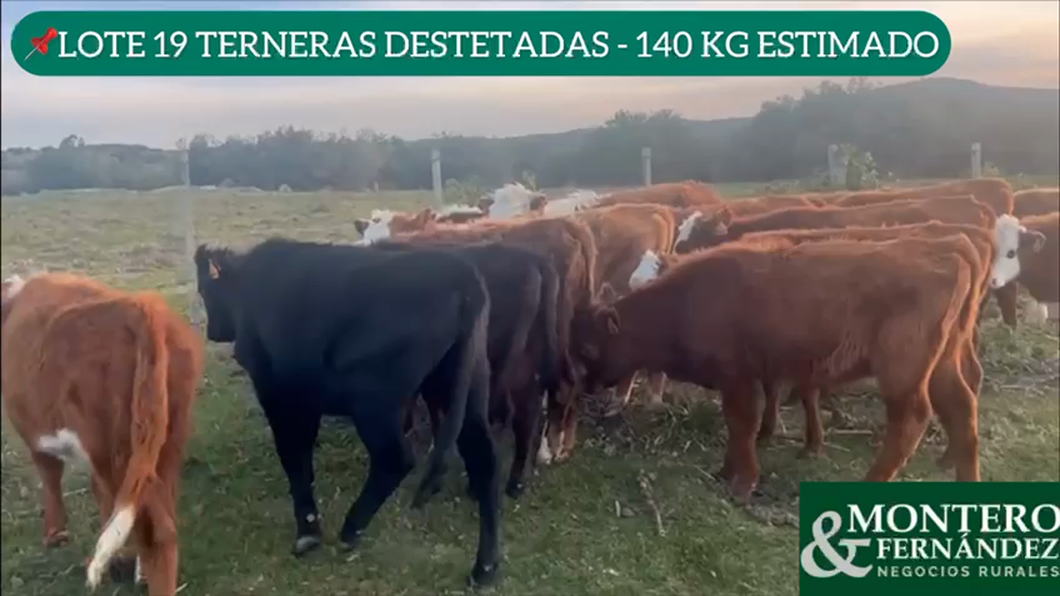 Lote 19 Terneras Destetadas