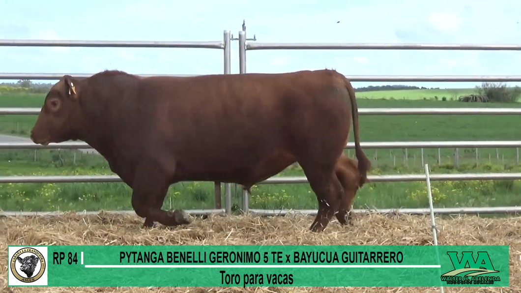 Lote Toros a remate en Cabaña La Franqueira, Florida