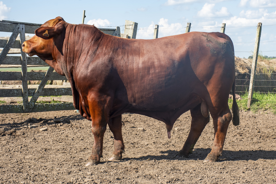 Lote Toros a remate en Nacional Brangus, Tacuarembó