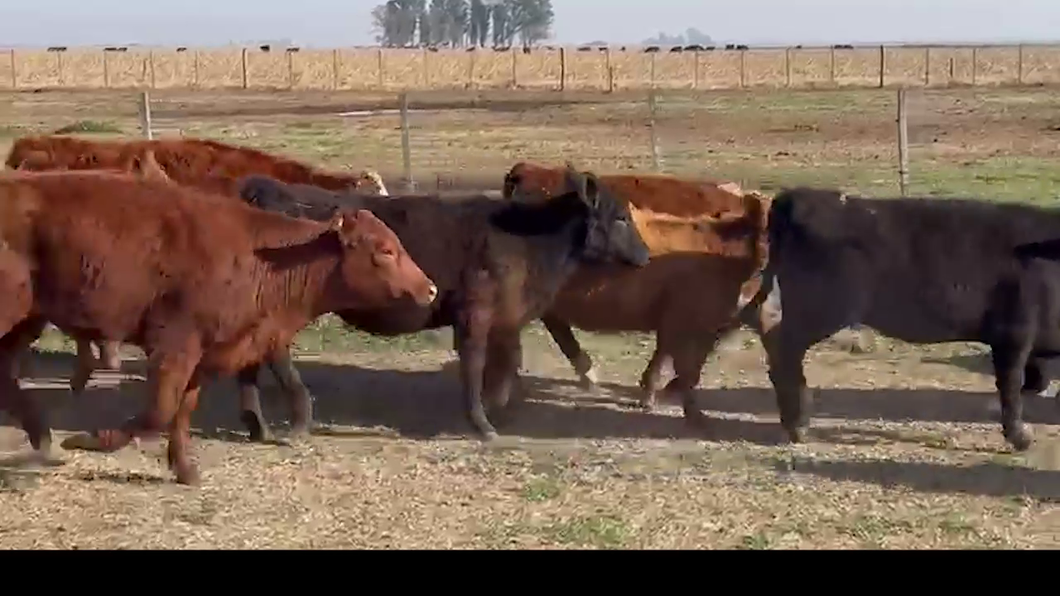 Lote 65 TERNERAS