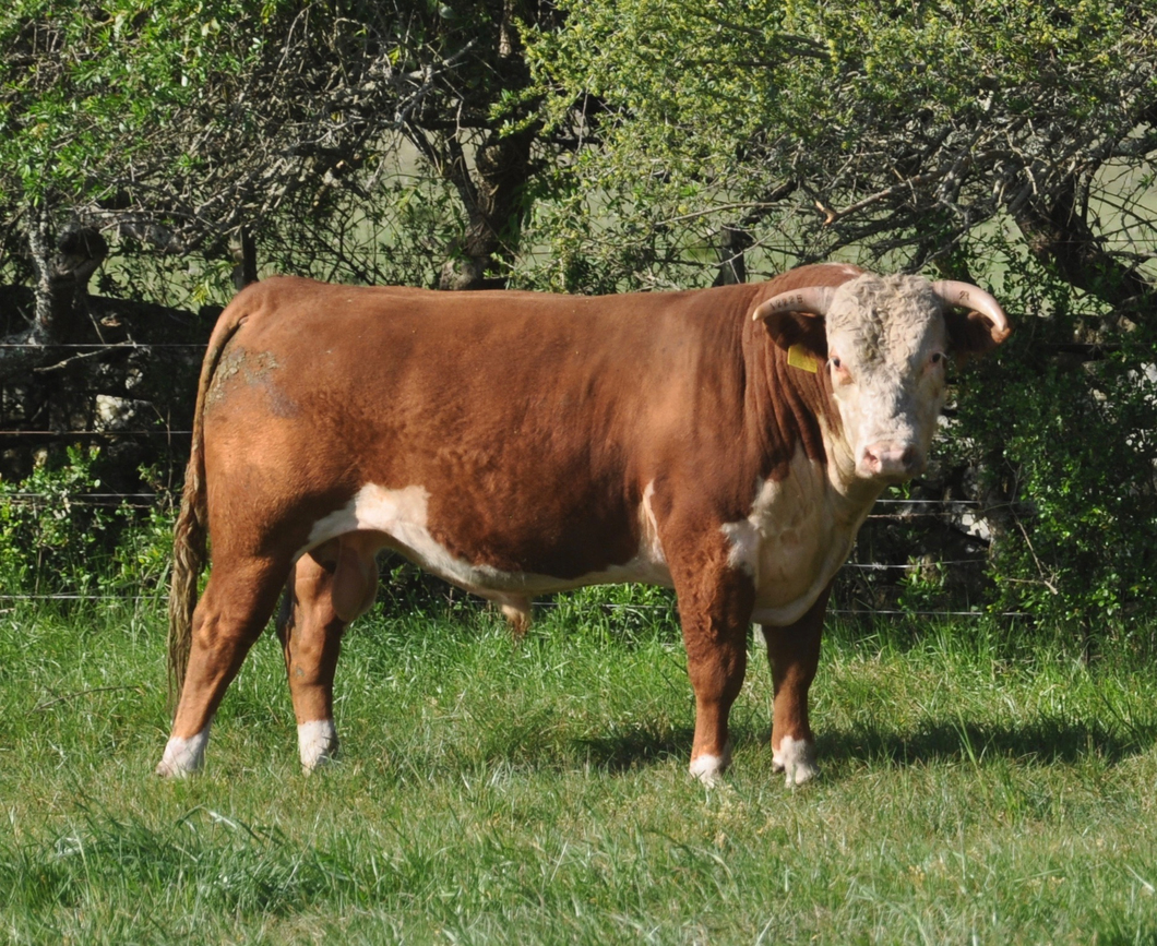 Lote PEDIGREE DE 3 AÑOS