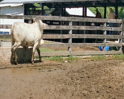 Lote Toro Reproductor