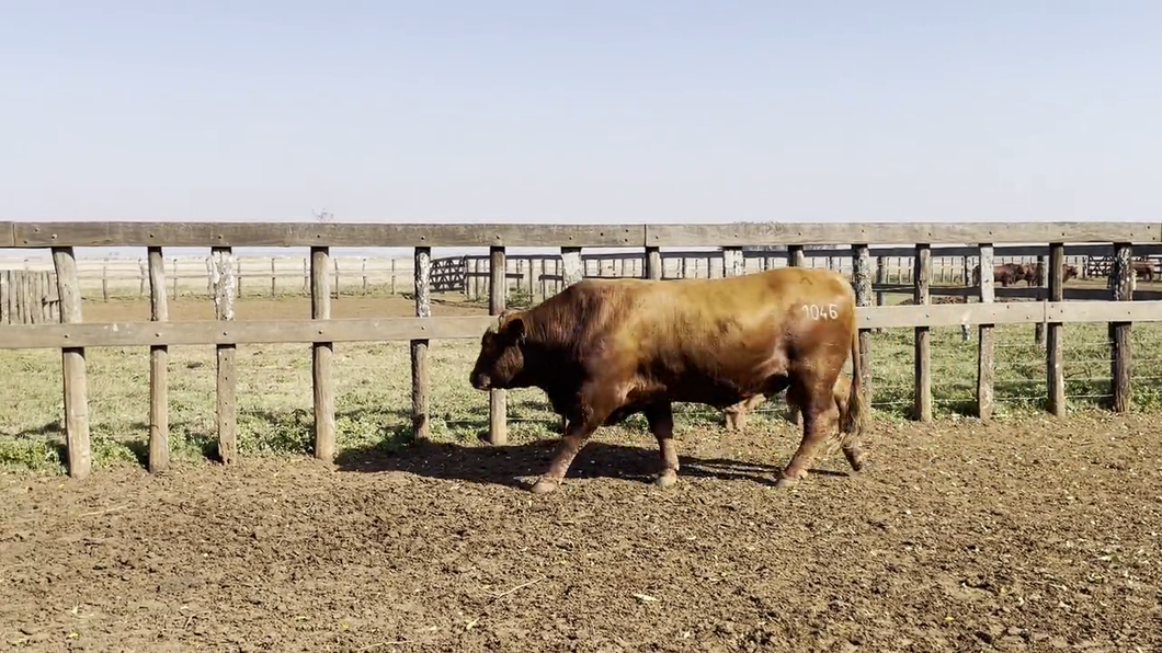 Lote TOROS BRANGUS, Cabaña "PIRIZAL"