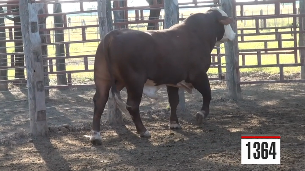 Lote Braford