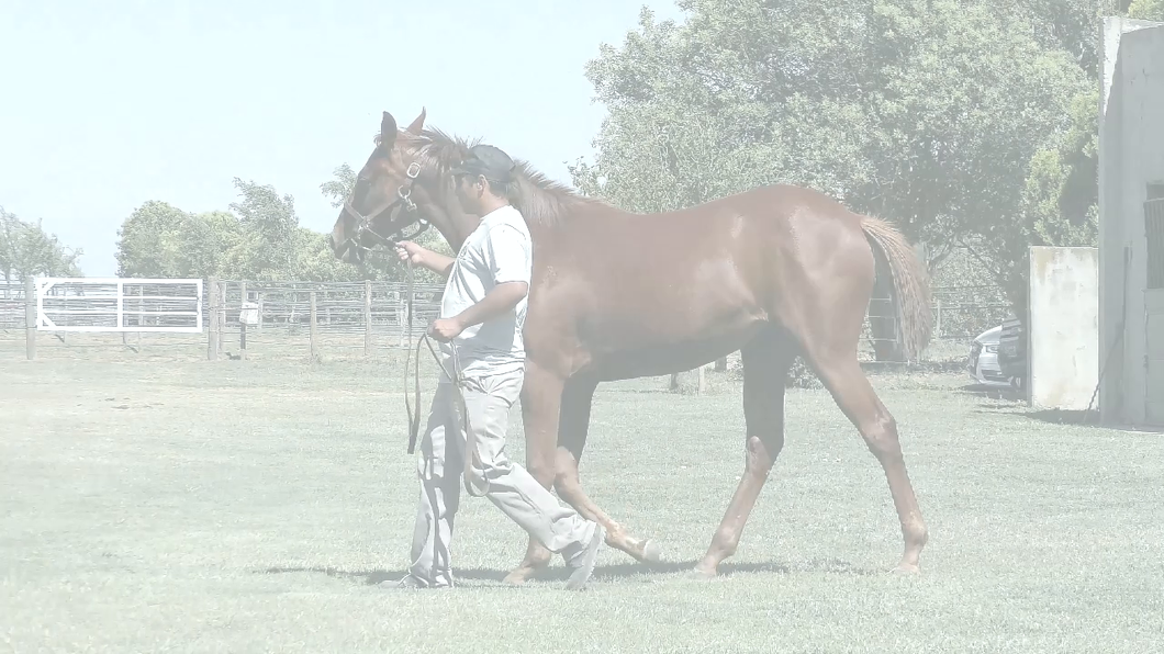 Lote COSTA RACHEL (IN THE DARK - SONG OF GOLD)