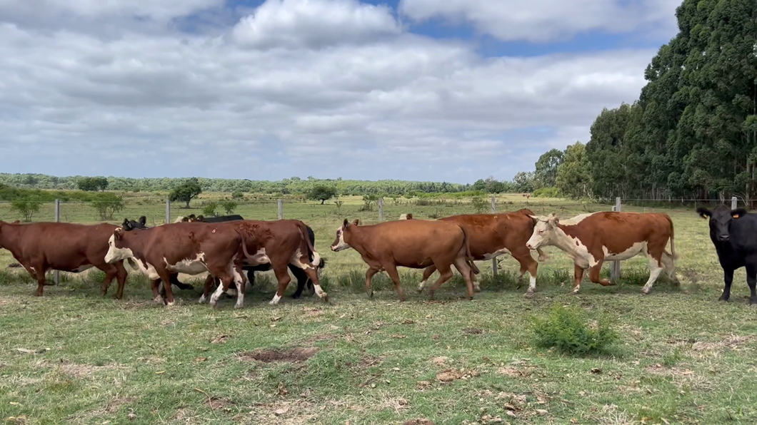 Lote VACA DE INVERNADA