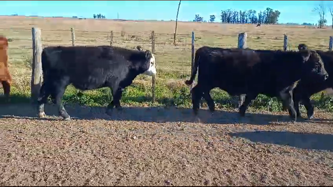 Lote LOTE DE PRUEBA 15 Terneras EN RAUCH