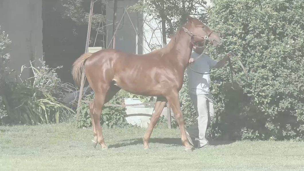 Lote RIO STRIPES (LENOVO - GAUDINA)