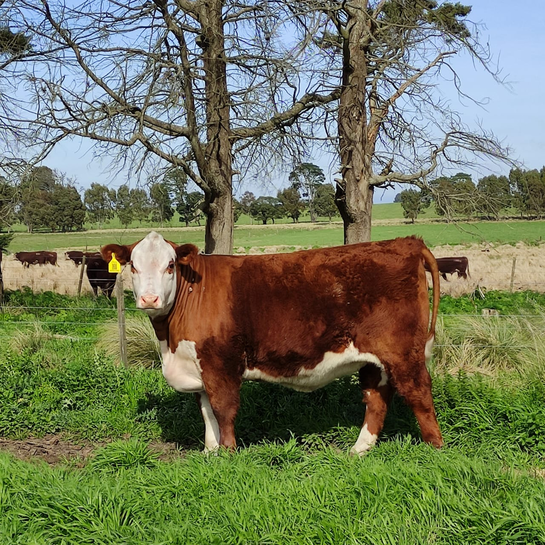 Lote Ternera PP