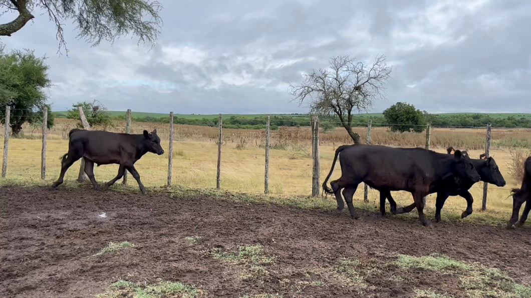 Lote NOVILLOS 1 a 2 AÑOS