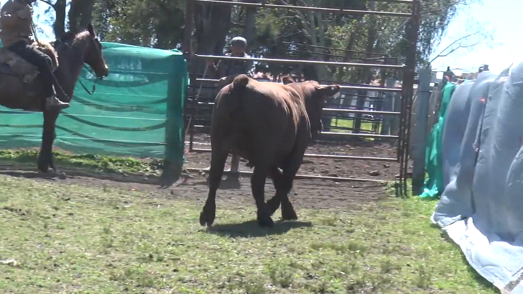 Lote Toros a remate en TOROS PARA VAQUILLONAS en Cabaña La Empastada