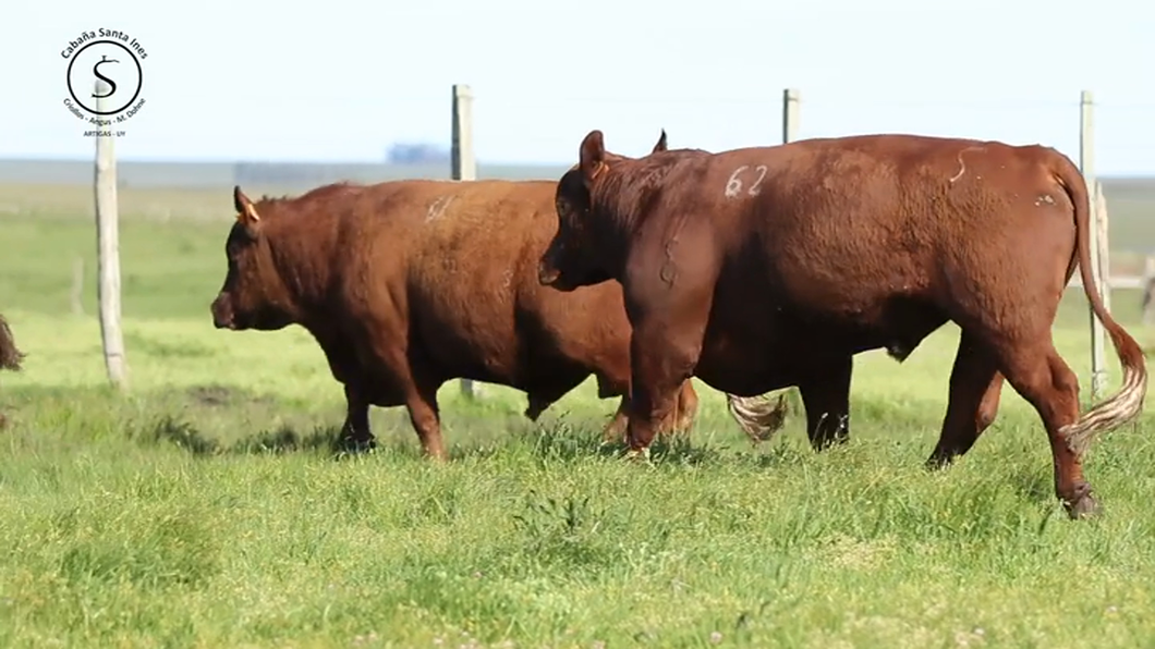 Lote 3 Toros a remate en Santa Ines, Artigas