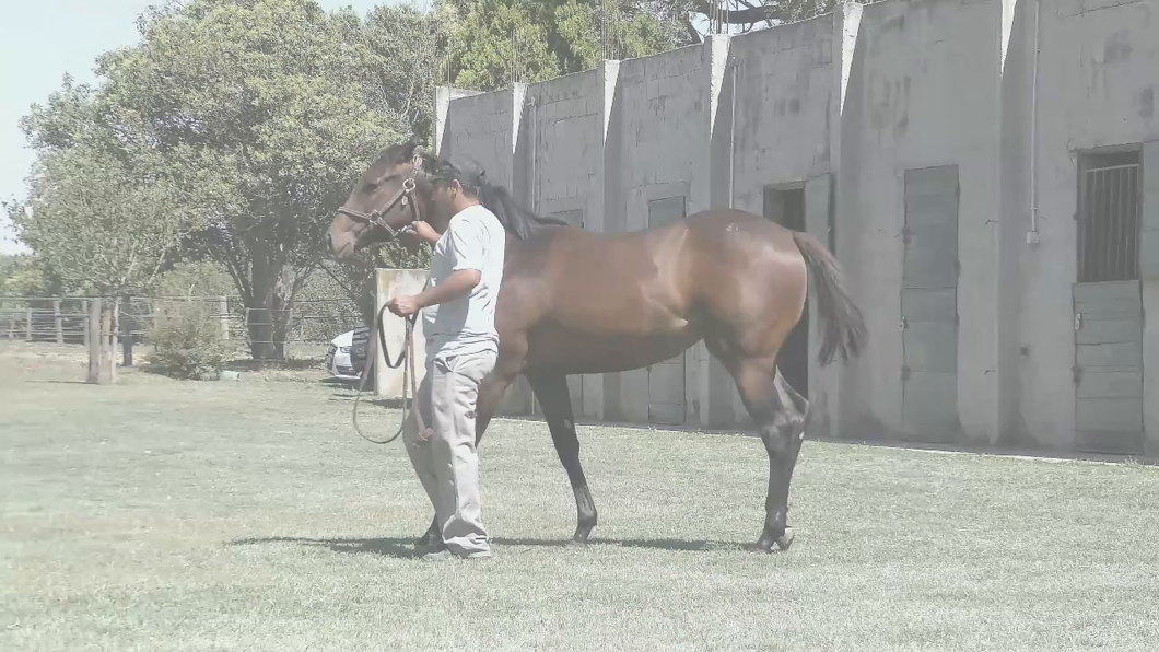 Lote COSTA RISITA (LENOVO - REITE)