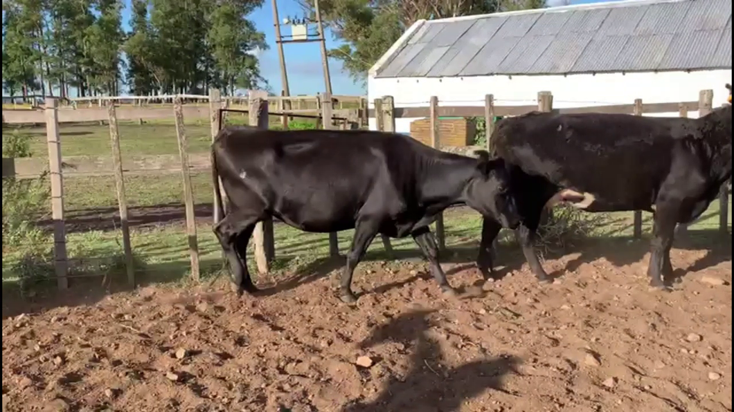 Lote PIEZAS DE CRIA