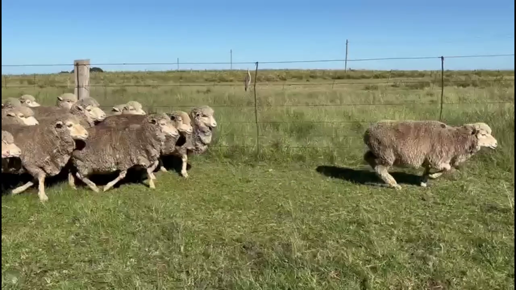 Lote OVEJAS ENCARNERADAS