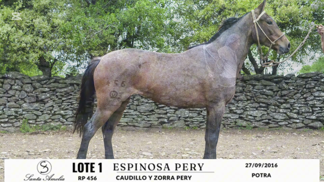 Lote ESPINOSA PERY