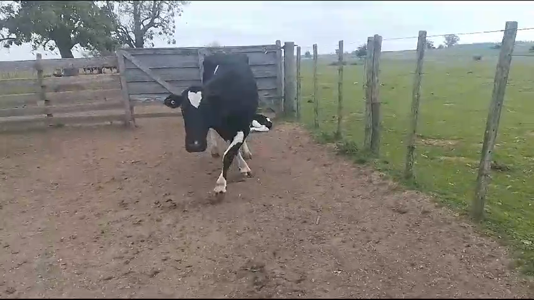 Lote 2 Piezas de cría a remate en Aniversario 115 Años - Camy 600kg -  en Arroyo Llano