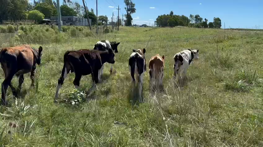 Lote (Vendido)8 Terneros holandos y jersey a remate en 10° Entre Martillos  90kg -  en Puntaas De Valdez