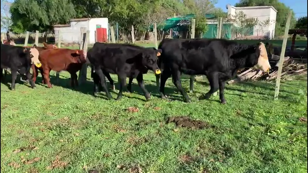 Lote TERNEROS Y TERNERAS