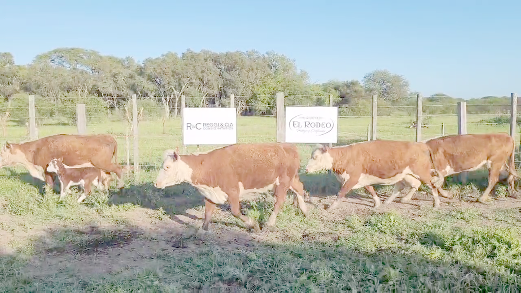 Lote 102 Vacas CUT con cría