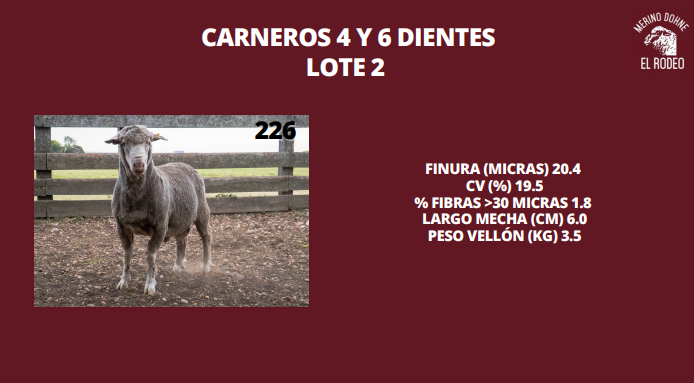 Lote Lote 15