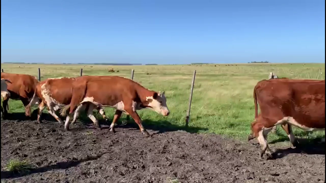 Lote VACAS DE INVERNADA