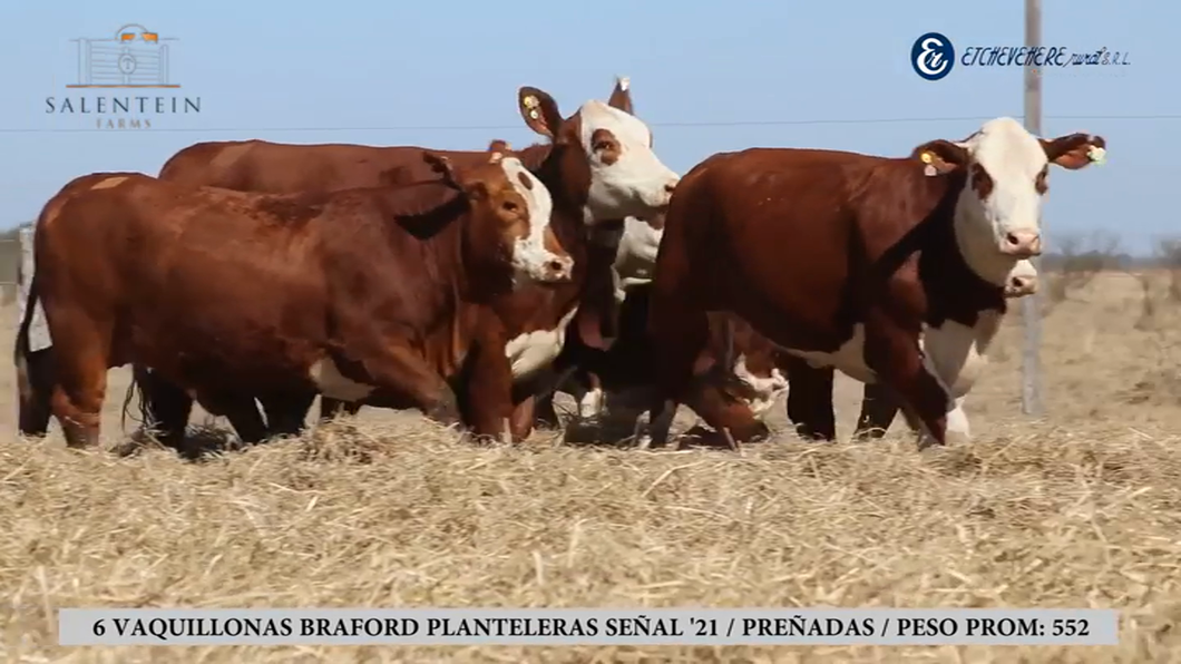 Lote Vaquillas Braford Planteleras Señal ´21-Preñadas IATF (21-12-2023) y Servicio Colectivo (30-12-2023 al 05/02/2024)